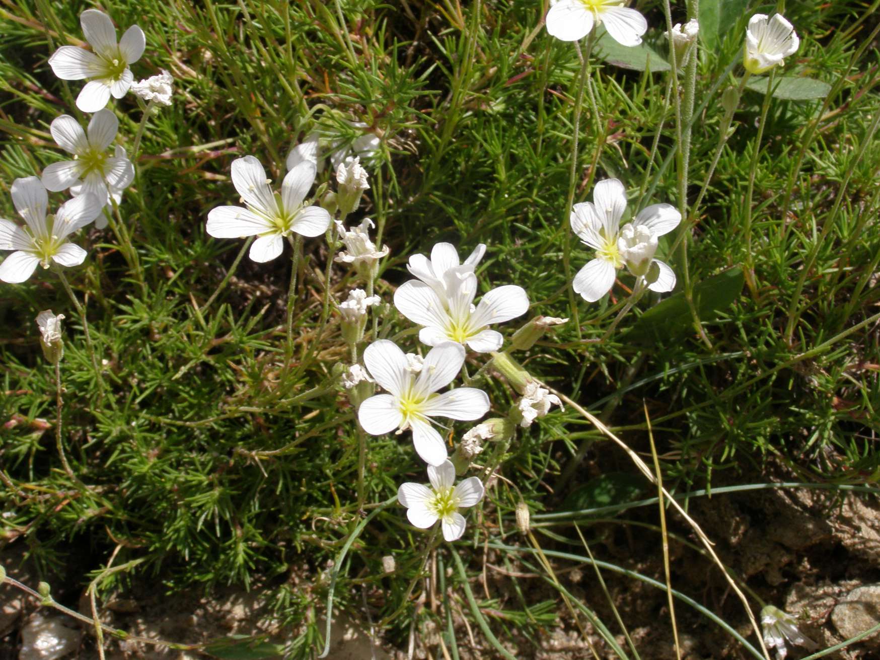 Cherleria (=Minuartia) laricifolia subsp. ophiolitica / Minuartia del serpentino